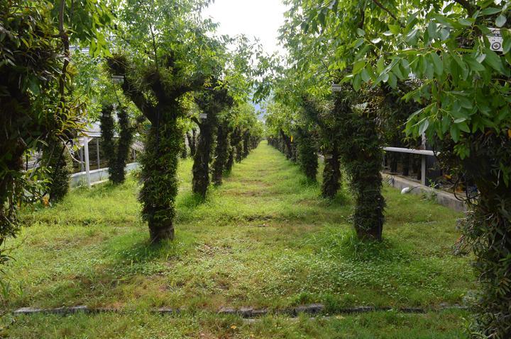 一株“仙草”带动绿色蝶变 乐清大荆石斛产值超20亿元