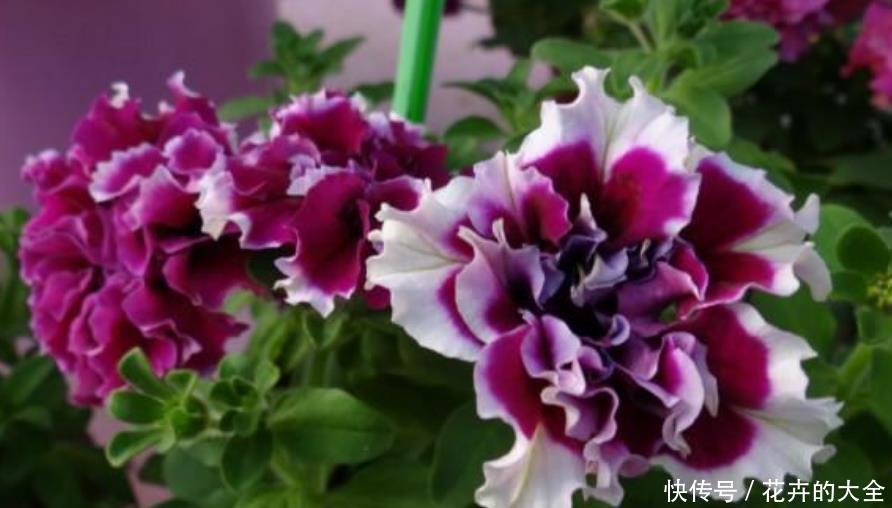 「凤仙花」家里就养“4种花”,沾土就活,不用管也能花开不断,一开200天!
