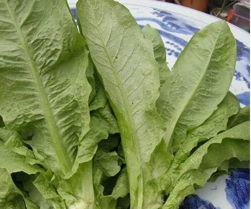  「种菜」在阳台花盆里种水果，果树下面种菜，收获好意外
