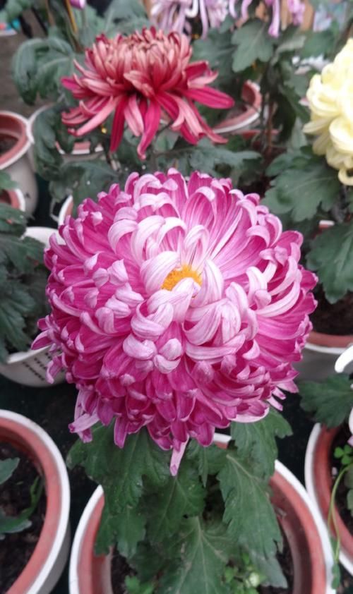  秀丽：喜欢玫瑰，不如养盆“珍品名菊”繁花似锦，高贵典雅，端庄秀丽！