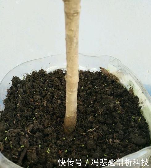  [浇水]养“米兰花”，要注意一点，花更多，叶子更油绿，四季都茂盛