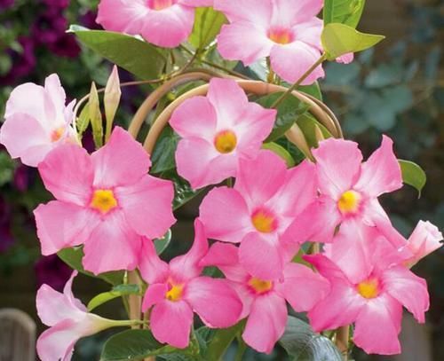  「扦插」这种花比绿萝都好养，枝条沾水就生根，太阳一晒就开花！