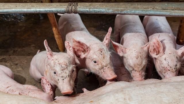  [前途]未来几年，回农村创业，这几个行业或很有前途，一旦展开