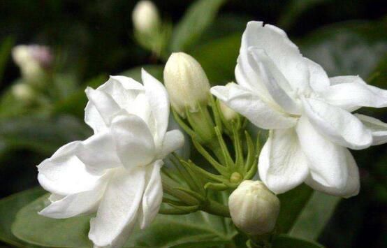  『花期』茉莉花什么时候开花，茉莉花一年可开三次花