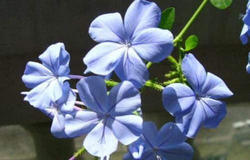  【柔美】这些花朵放阳台养，花开爆满花期长，花色柔美，一次开爆成花海