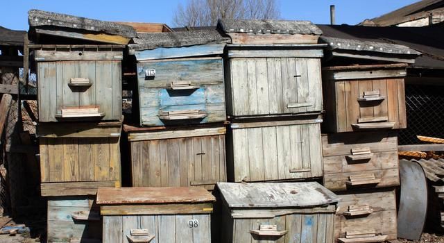  『不难』1群蜜蜂分3群，方法虽不难，却没这种分蜂方法成功率高