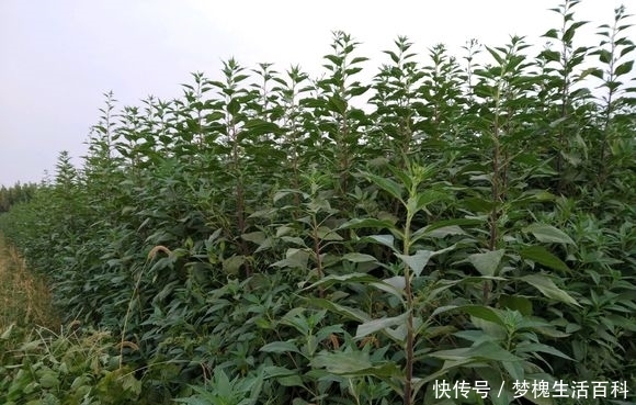 农村著名的“万年脏”，产品卖4万元1吨，农民用荒山种它也能致富