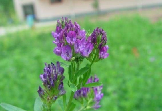  「收割」亩产4万斤，种1次连续收割5年，1年能割5茬，农民：经济效益如何