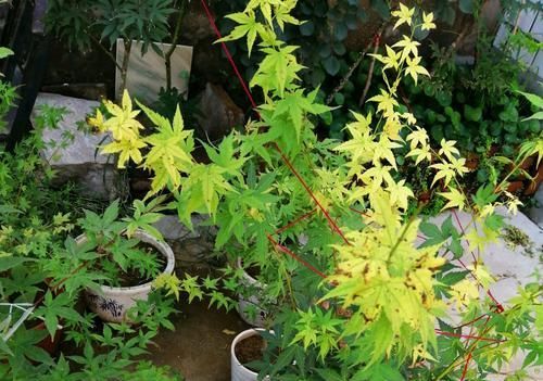  『扦插』红枫扦插生根很难？给红枫枝条安个家，30天生根，一次扦插几十盆