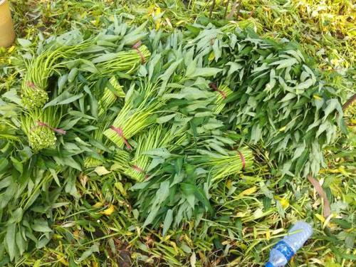 南方一块钱一把的菜，吃不完喂猪，卖到北方一斤七八块
