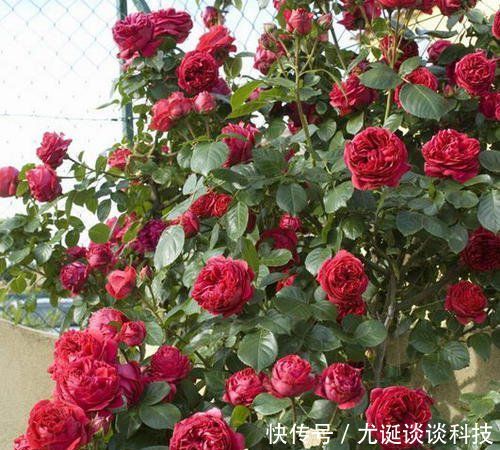  『值得』此藤本月季耐热又耐寒，一年四季都开花，花量大易爆盆，值得拥有
