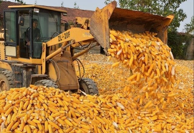  老李|60岁老农，养猪、养鸡、种地多点开花，一年赚了20万，咋做