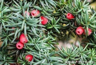 植物■红豆杉怎么换盆