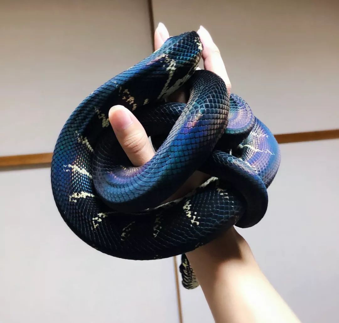 这些S型身材的＂蛇精系＂美少女也太性感了吧!