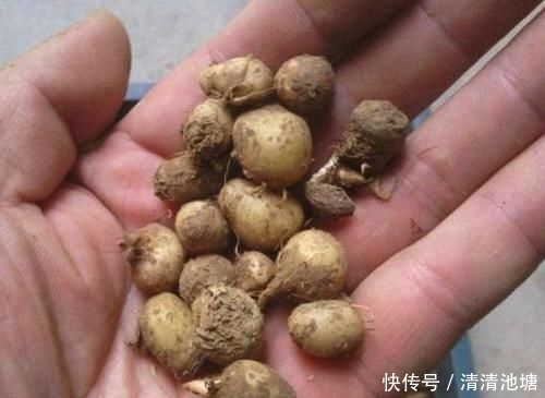  「见到」田地里，1种翠绿的“野草”，人称“半夏”，别轻易铲除，珍贵！