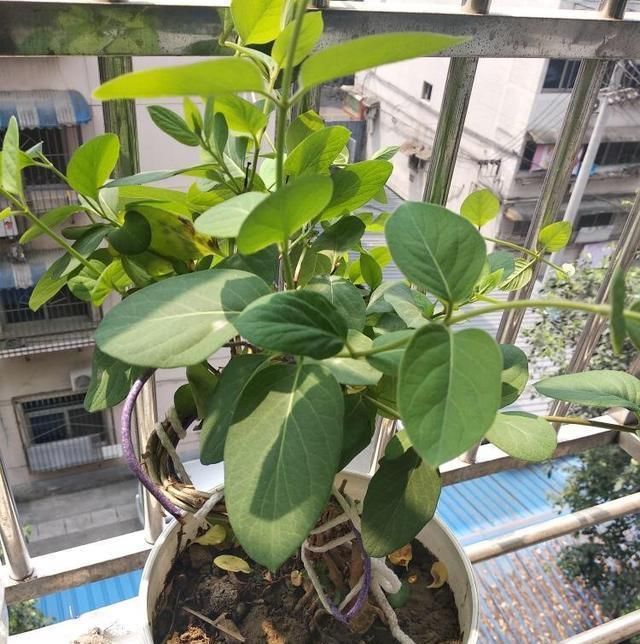  不想■不想买花就养这，随手扦插1个枝，10天发芽，能长成老桩，花芳香