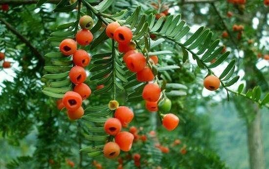  『药用价值』红豆杉观赏药用价值高，为什么农民很少种植，主要原因有以下3点