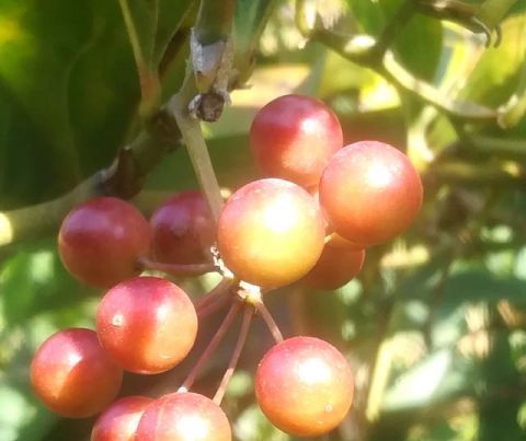 农村一种植物，人称“铁菱角”，农民视为杂草，城里一斤20元