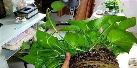  耗土|这“3种花”最耗土，一年吃“3斤”，白根挤不下，小崽爆满盆！