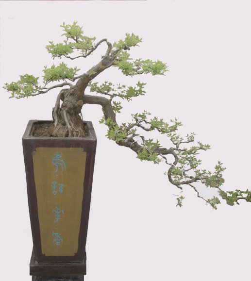  【黄荆】乡下的这棵树到处都长得快又结实，做盆景反而很有价值