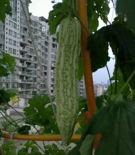 『收获』阳台种上4种菜,2个月就能收获,一茬接一茬,绿色又健康!