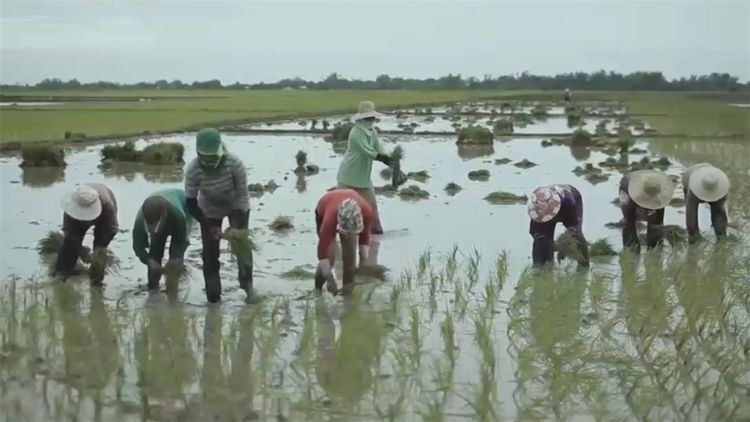  民间|民间牛人发明“手摇式”插秧机，不用油不用电，200元造一