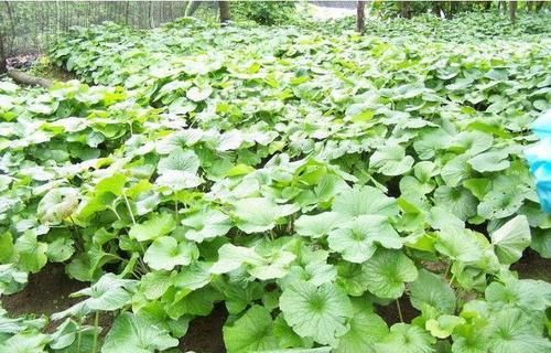  #价格非常#农村里的野草，卖到了300元一斤，堪称最贵蔬菜，农民