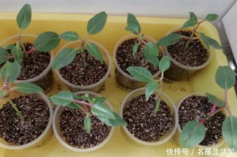  【就可以】4种花“随手”掐根枝，插土里就活，7天生根，立夏花开爆满盆！