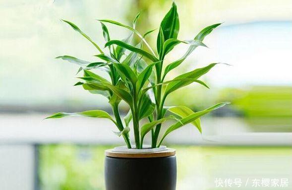 「富贵竹」有钱人都在养这“5种花”,不仅能净化空气,还能带来很好的旺运