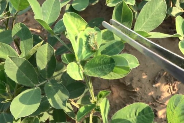  野果|藏在花生地里的“宝贝”，以前人见人怕，如今网上一斤100