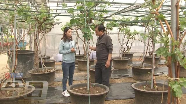  「农业生产」阳台变田园 盆栽蔬菜你家阳台有吗