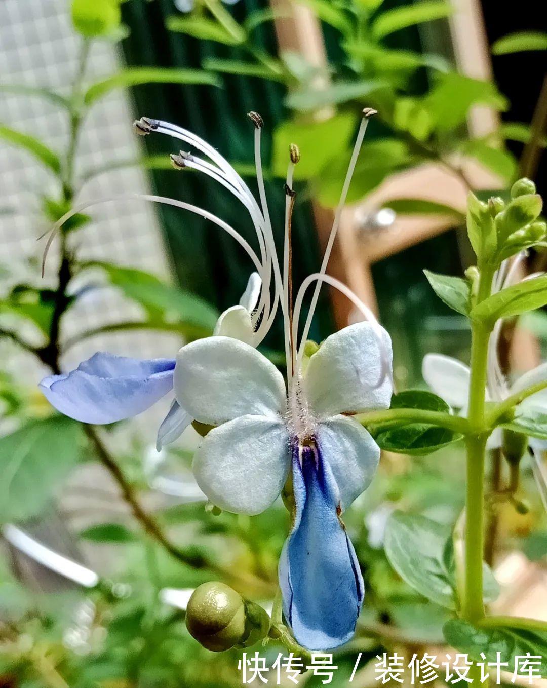  #稀罕#5种花真稀罕，叶子越晒越红彤彤，一盆能开20朵！
