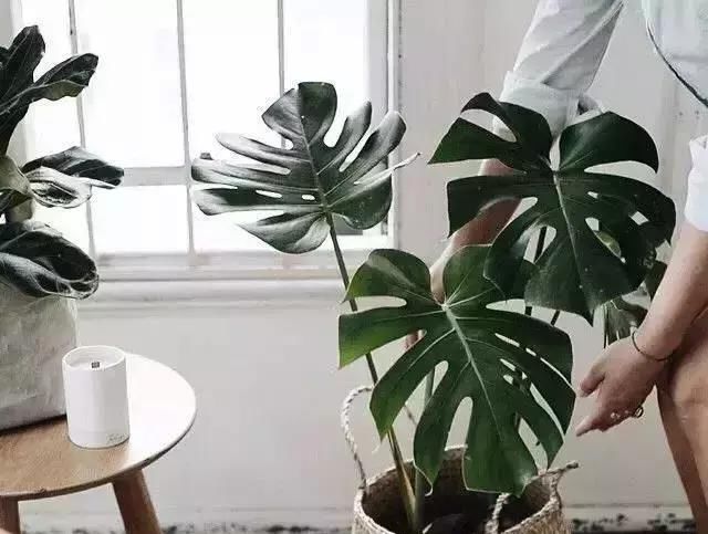  『甲醛』这种植物吸甲醛牛过芦荟、绿萝，快看看你家有吗？