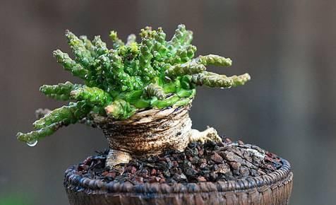  [植物]史上“最萌植物”的变态版来袭！
