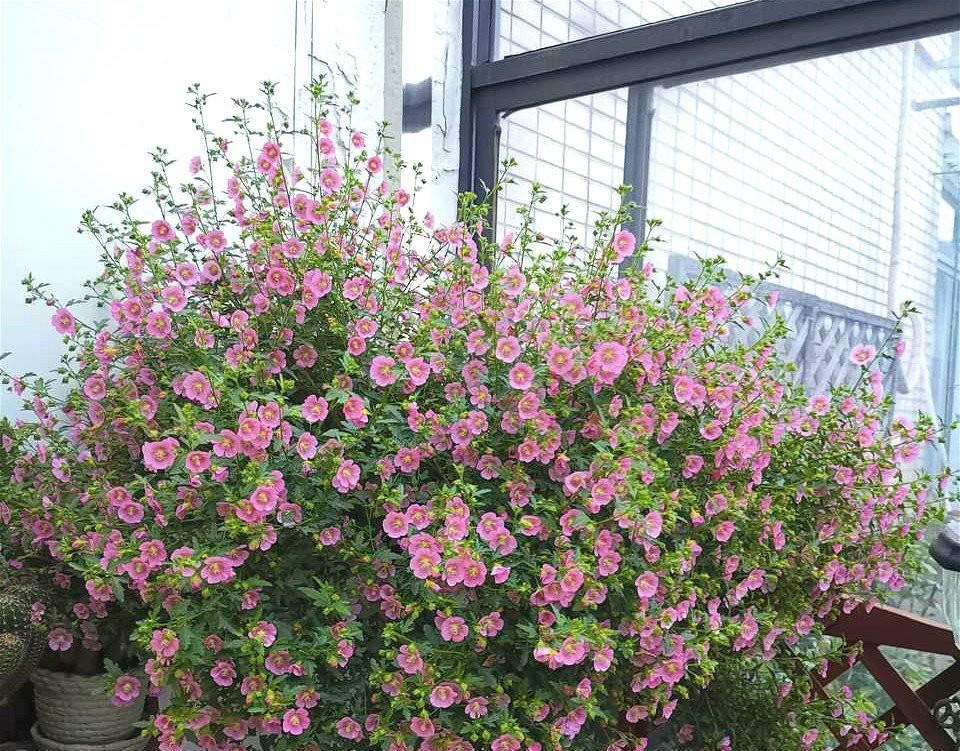  #栽培#此盆栽号称开花机器，周年开花，花多易爆盆，栽培容易，值得拥有