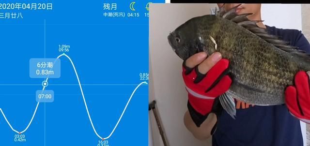  【钓友】北方海边春钓大黑鲷，加吉鱼“全方位介绍”钓友心得与分享