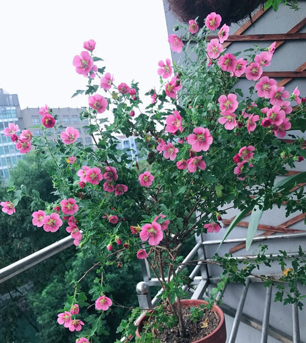  「绿萝」此花比绿萝好养，颜值“赛过”玫瑰，好养易活花期长，值得你拥有！