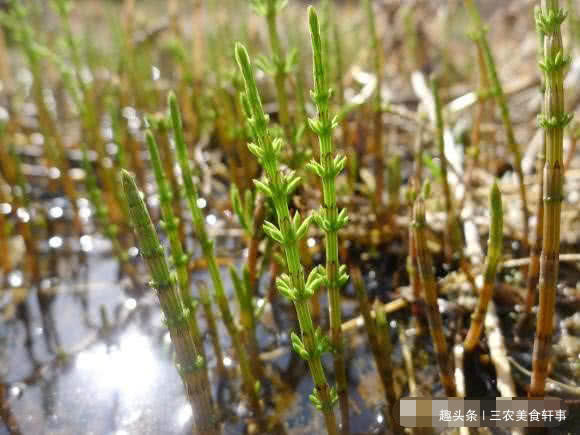 此野草300元一两，体内可积累黄金，却被农民当眼中刺