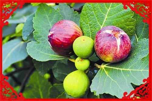  【葡萄】目前农村，一亩地收入过万的种植业有哪些？这几个方面