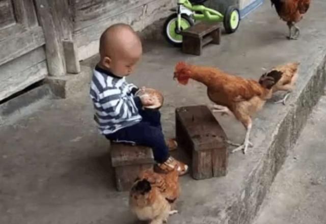  [接下来]小男孩在院子一个人吃饭，突然来了一群鸡，接下来一幕令人傻眼了