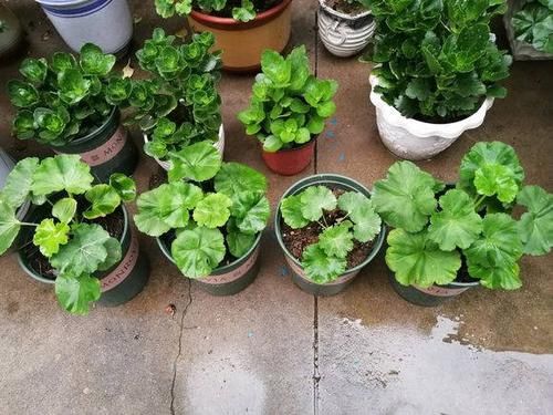  #枝条#天竺葵养好了，也能开，4点养护小知识，把阳台开成花园