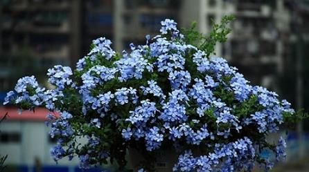  [家里]“待机超长”几种花，漂亮好养花量大，选1盆摆家里，天天似春