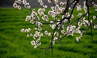  【红叶李】这6种植物，一到春天满树繁花，路过花瓣都能落头上！