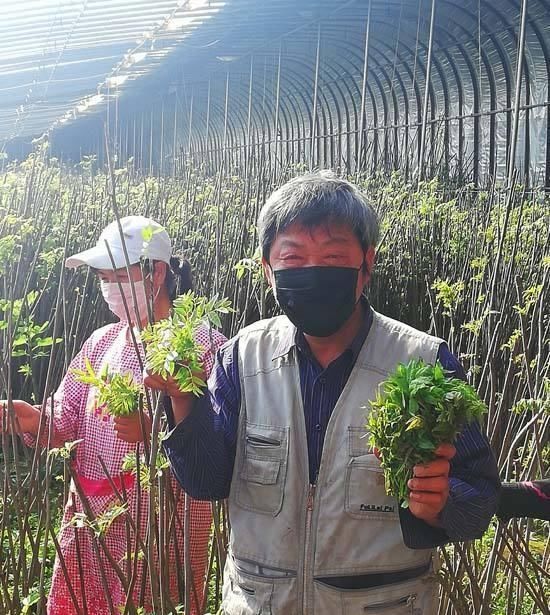  『年收入』农村新致富项目：香椿新模式栽种，做好年收入可观