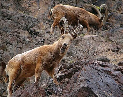 爬山高手——北山羊