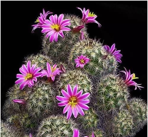  『最快』仙人球开花，美不胜收！