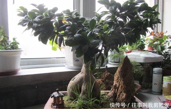 新一年就养“镇宅树”，家里好运连连，植物长得还旺！