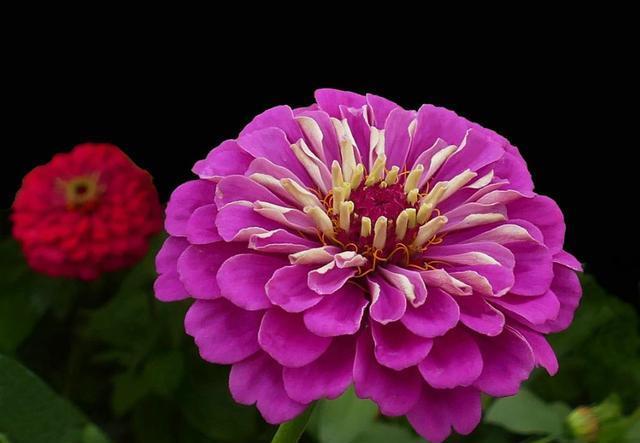 『能力』3种花名字土的像野菜,开花能力却很强,花大色艳数量多,好养活