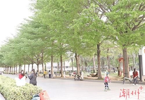  『爱绿护绿』绿了凤城 乐了市民