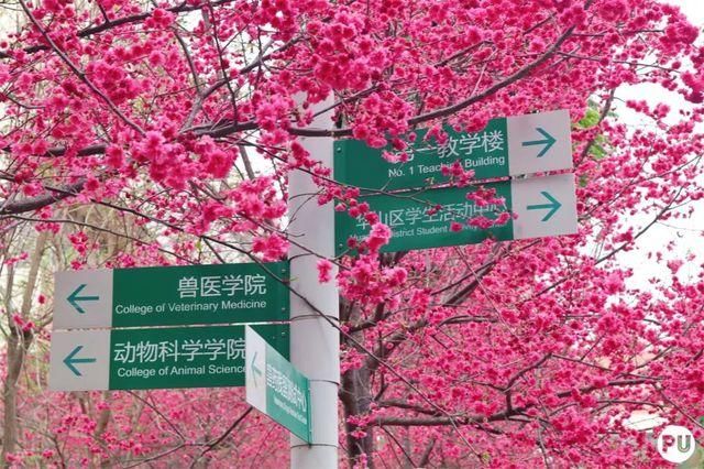 靓！佛山周边1500株樱花已盛开，最美的春天在这里~